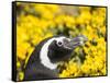 Magellanic Penguin at burrow in front of yellow flowering gorse, Falkland Islands-Martin Zwick-Framed Stretched Canvas