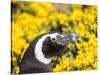 Magellanic Penguin at burrow in front of yellow flowering gorse, Falkland Islands-Martin Zwick-Stretched Canvas