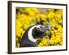 Magellanic Penguin at burrow in front of yellow flowering gorse, Falkland Islands-Martin Zwick-Framed Photographic Print