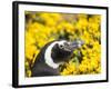 Magellanic Penguin at burrow in front of yellow flowering gorse, Falkland Islands-Martin Zwick-Framed Photographic Print