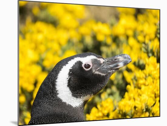 Magellanic Penguin at burrow in front of yellow flowering gorse, Falkland Islands-Martin Zwick-Mounted Photographic Print