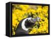 Magellanic Penguin at burrow in front of yellow flowering gorse, Falkland Islands-Martin Zwick-Framed Stretched Canvas