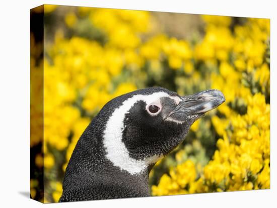 Magellanic Penguin at burrow in front of yellow flowering gorse, Falkland Islands-Martin Zwick-Stretched Canvas