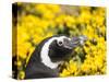 Magellanic Penguin at burrow in front of yellow flowering gorse, Falkland Islands-Martin Zwick-Stretched Canvas