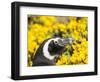 Magellanic Penguin at burrow in front of yellow flowering gorse, Falkland Islands-Martin Zwick-Framed Photographic Print