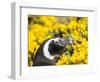 Magellanic Penguin at burrow in front of yellow flowering gorse, Falkland Islands-Martin Zwick-Framed Photographic Print