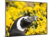 Magellanic Penguin at burrow in front of yellow flowering gorse, Falkland Islands-Martin Zwick-Mounted Photographic Print