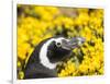 Magellanic Penguin at burrow in front of yellow flowering gorse, Falkland Islands-Martin Zwick-Framed Photographic Print