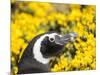 Magellanic Penguin at burrow in front of yellow flowering gorse, Falkland Islands-Martin Zwick-Mounted Photographic Print
