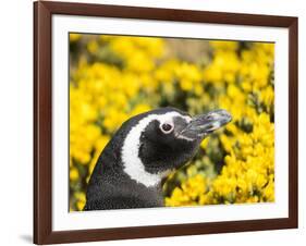 Magellanic Penguin at burrow in front of yellow flowering gorse, Falkland Islands-Martin Zwick-Framed Photographic Print