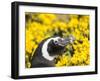 Magellanic Penguin at burrow in front of yellow flowering gorse, Falkland Islands-Martin Zwick-Framed Premium Photographic Print