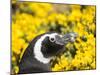 Magellanic Penguin at burrow in front of yellow flowering gorse, Falkland Islands-Martin Zwick-Mounted Premium Photographic Print