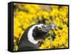 Magellanic Penguin at burrow in front of yellow flowering gorse, Falkland Islands-Martin Zwick-Framed Stretched Canvas