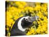 Magellanic Penguin at burrow in front of yellow flowering gorse, Falkland Islands-Martin Zwick-Stretched Canvas