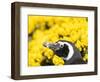 Magellanic Penguin at burrow in front of yellow flowering gorse, Falkland Islands-Martin Zwick-Framed Photographic Print