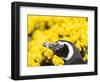 Magellanic Penguin at burrow in front of yellow flowering gorse, Falkland Islands-Martin Zwick-Framed Photographic Print