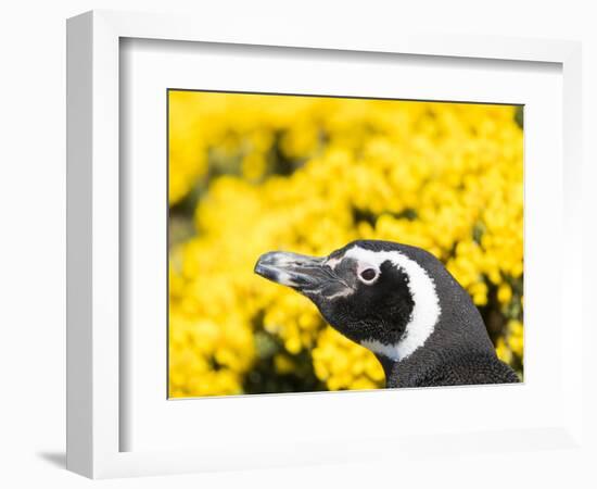 Magellanic Penguin at burrow in front of yellow flowering gorse, Falkland Islands-Martin Zwick-Framed Photographic Print