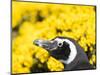 Magellanic Penguin at burrow in front of yellow flowering gorse, Falkland Islands-Martin Zwick-Mounted Photographic Print