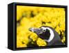 Magellanic Penguin at burrow in front of yellow flowering gorse, Falkland Islands-Martin Zwick-Framed Stretched Canvas