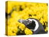 Magellanic Penguin at burrow in front of yellow flowering gorse, Falkland Islands-Martin Zwick-Stretched Canvas