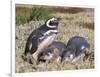 Magellanic Penguin at burrow with half grown chicks. Falkland Islands-Martin Zwick-Framed Photographic Print