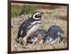 Magellanic Penguin at burrow with half grown chicks. Falkland Islands-Martin Zwick-Framed Photographic Print