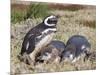 Magellanic Penguin at burrow with half grown chicks. Falkland Islands-Martin Zwick-Mounted Photographic Print