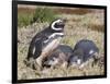 Magellanic Penguin at burrow with half grown chicks. Falkland Islands-Martin Zwick-Framed Photographic Print