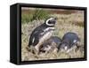 Magellanic Penguin at burrow with half grown chicks. Falkland Islands-Martin Zwick-Framed Stretched Canvas