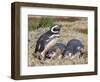 Magellanic Penguin at burrow with half grown chicks. Falkland Islands-Martin Zwick-Framed Photographic Print