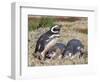 Magellanic Penguin at burrow with half grown chicks. Falkland Islands-Martin Zwick-Framed Photographic Print