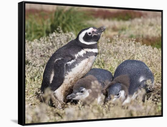 Magellanic Penguin at burrow with half grown chicks. Falkland Islands-Martin Zwick-Framed Stretched Canvas