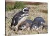 Magellanic Penguin at burrow with half grown chicks. Falkland Islands-Martin Zwick-Stretched Canvas
