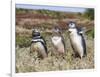 Magellanic Penguin at burrow with half grown chicks. Falkland Islands-Martin Zwick-Framed Photographic Print