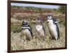 Magellanic Penguin at burrow with half grown chicks. Falkland Islands-Martin Zwick-Framed Photographic Print