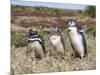 Magellanic Penguin at burrow with half grown chicks. Falkland Islands-Martin Zwick-Mounted Photographic Print