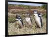 Magellanic Penguin at burrow with half grown chicks. Falkland Islands-Martin Zwick-Framed Photographic Print