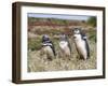 Magellanic Penguin at burrow with half grown chicks. Falkland Islands-Martin Zwick-Framed Premium Photographic Print