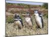 Magellanic Penguin at burrow with half grown chicks. Falkland Islands-Martin Zwick-Mounted Premium Photographic Print