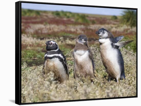 Magellanic Penguin at burrow with half grown chicks. Falkland Islands-Martin Zwick-Framed Stretched Canvas