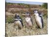 Magellanic Penguin at burrow with half grown chicks. Falkland Islands-Martin Zwick-Stretched Canvas