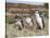 Magellanic Penguin at burrow with half grown chicks. Falkland Islands-Martin Zwick-Stretched Canvas