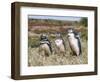 Magellanic Penguin at burrow with half grown chicks. Falkland Islands-Martin Zwick-Framed Photographic Print