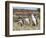 Magellanic Penguin at burrow with half grown chicks. Falkland Islands-Martin Zwick-Framed Photographic Print