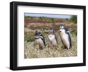 Magellanic Penguin at burrow with half grown chicks. Falkland Islands-Martin Zwick-Framed Photographic Print