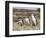 Magellanic Penguin at burrow with half grown chicks. Falkland Islands-Martin Zwick-Framed Photographic Print