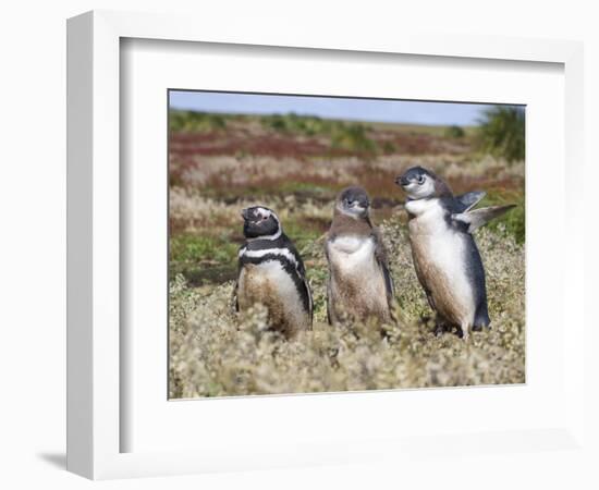 Magellanic Penguin at burrow with half grown chicks. Falkland Islands-Martin Zwick-Framed Photographic Print