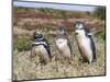 Magellanic Penguin at burrow with half grown chicks. Falkland Islands-Martin Zwick-Mounted Photographic Print