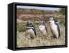 Magellanic Penguin at burrow with half grown chicks. Falkland Islands-Martin Zwick-Framed Stretched Canvas