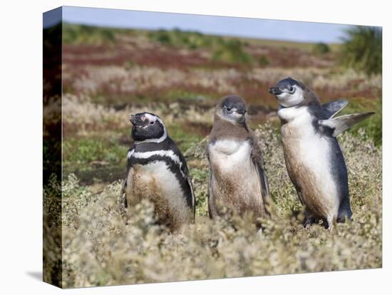 Magellanic Penguin at burrow with half grown chicks. Falkland Islands-Martin Zwick-Stretched Canvas